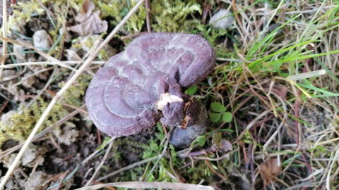 Ganoderma lucidum