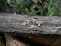 Tatraea dumbirensis