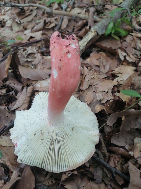 Russula aurora
