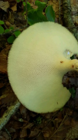 Polyporus tuberaster