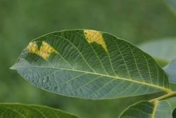 Pseudomicrostroma juglandis