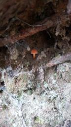 Cortinarius orellanus