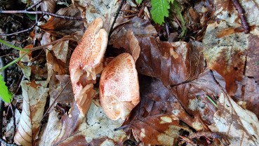 Cortinarius bolaris