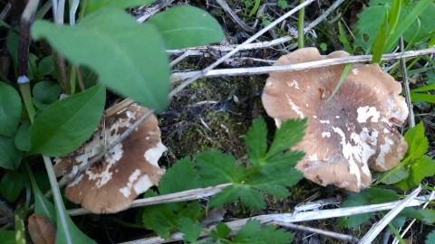 Lentinus substrictus