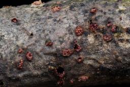 Thyronectria aurigera