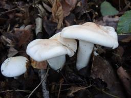 Hygrophorus poetarum