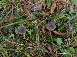 Clitocybe metachroa