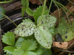 Uromyces minor