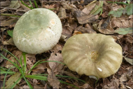 Russula heterophylla