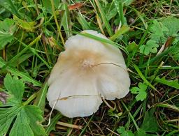 Cuphophyllus fornicatus