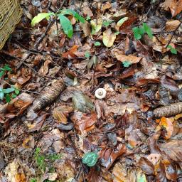 Geastrum fimbriatum