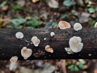 Crepidotus cesatii