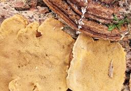 Phellinopsis conchata