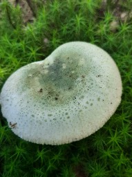 Russula virescens