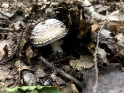 Amanita pantherina