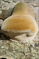 Phellinus hartigii