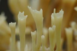 Artomyces pyxidatus
