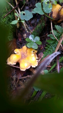 Cantharellus amethysteus