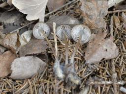 Mycena plumipes