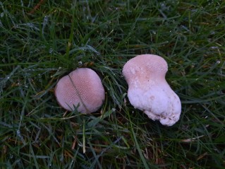 Lycoperdon excipuliforme