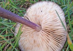 Entoloma allochroum