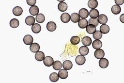 Physarum auriscalpium