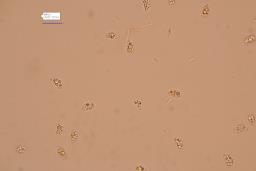 Hohenbuehelia petaloides