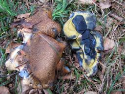 Cyanoboletus pulverulentus