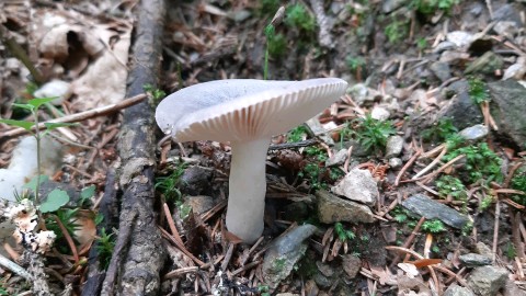 Russula azurea