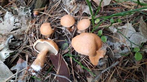 Suillus bovinus