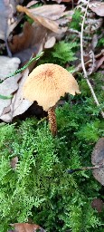 Cystoderma amianthinum