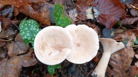 Infundibulicybe geotropa