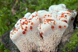 Hydnellum peckii