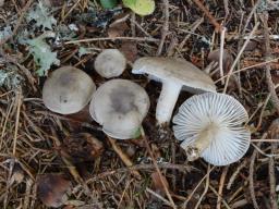 Hygrophorus agathosmus