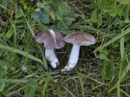 Dermoloma bellerianum