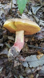 Butyriboletus appendiculatus