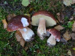 Boletus pinophilus