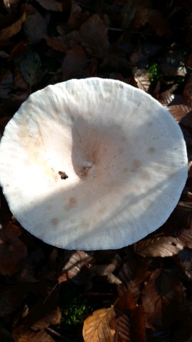 Infundibulicybe geotropa