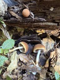 Psathyrella piluliformis