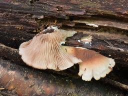 Crepidotus malachius