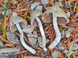 Coprinopsis marcescibilis