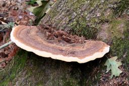 Ganoderma resinaceum