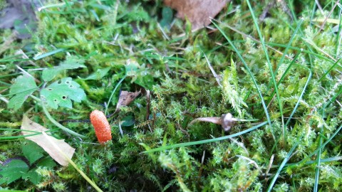 Cordyceps militaris