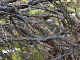 Sphaerobolus stellatus