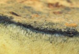 Gyroporus cyanescens