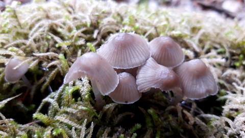 Mycena leptocephala