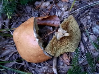 Suillus bovinus