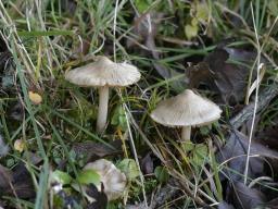 Inocybe sindonia