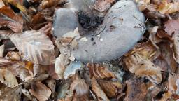 Russula nigricans