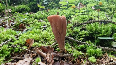 Clavariadelphus truncatus